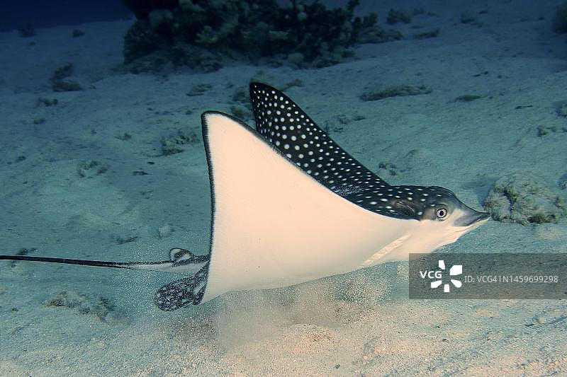 斑点鹰魟，红海埃及科赛尔红树林湾图片素材