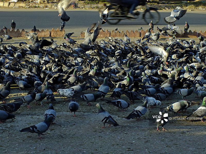 鸽子觅食图片素材