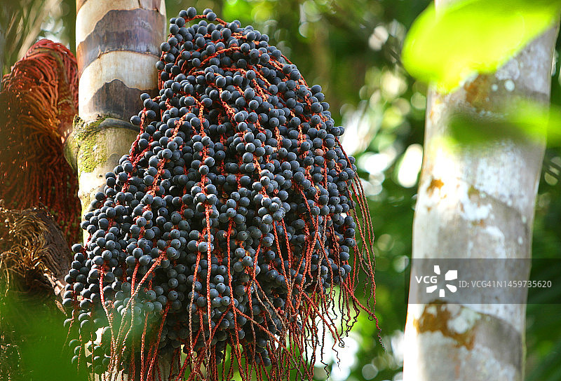 巴西亚马逊图片素材