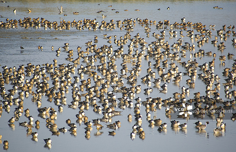 针尾鸭群图片素材