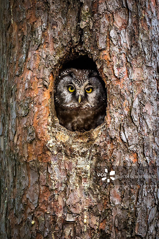 北极鸮图片素材