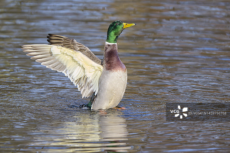 绿头鸭（Anas platyrhynchos）拍打翅膀图片素材