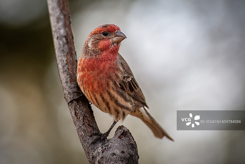 雄性家朱雀图片素材
