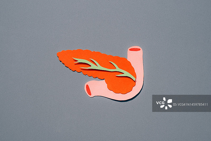 灰色背景上的人体胆囊和胰腺解剖图图片素材