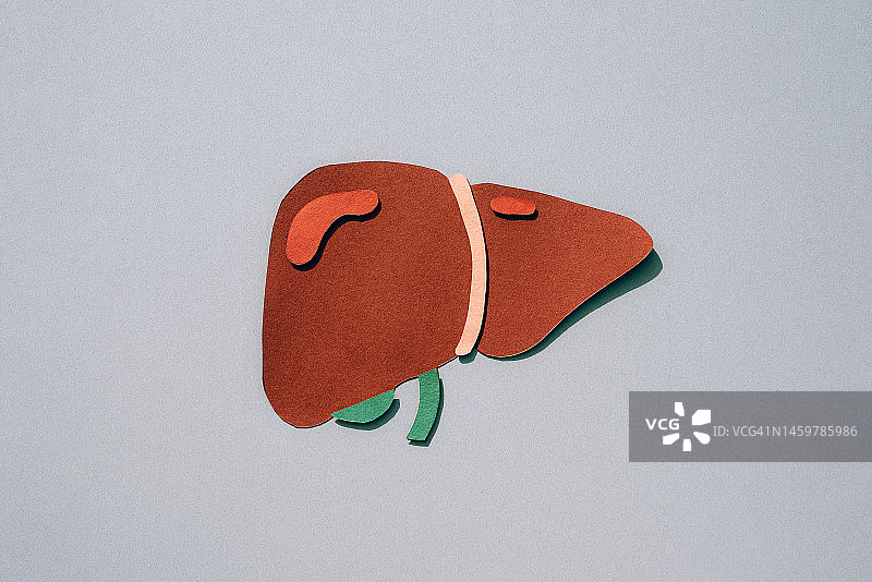 灰色背景上的人体肝脏解剖模型图片素材