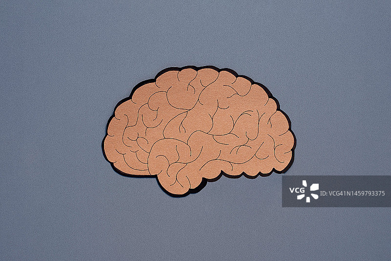 灰色背景上的人脑模型，人体解剖，人体器官，健康医疗，纸质人脑模型，人体解剖的另类视角图片素材