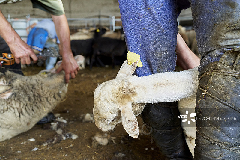 剪羊毛时，羊头在剪毛工的腿间，看着朋友被剪毛。图片素材