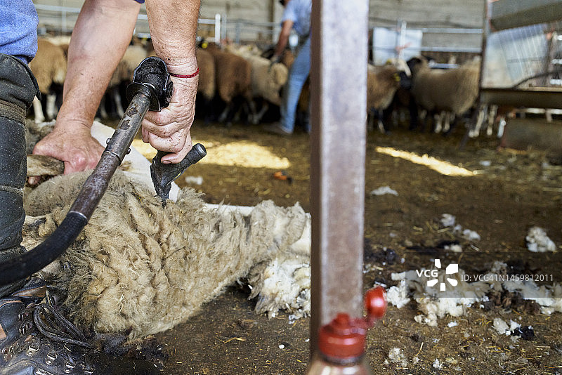 职业剪羊毛工用电动推剪给羊剪毛，农场工人在后台检查羊群图片素材