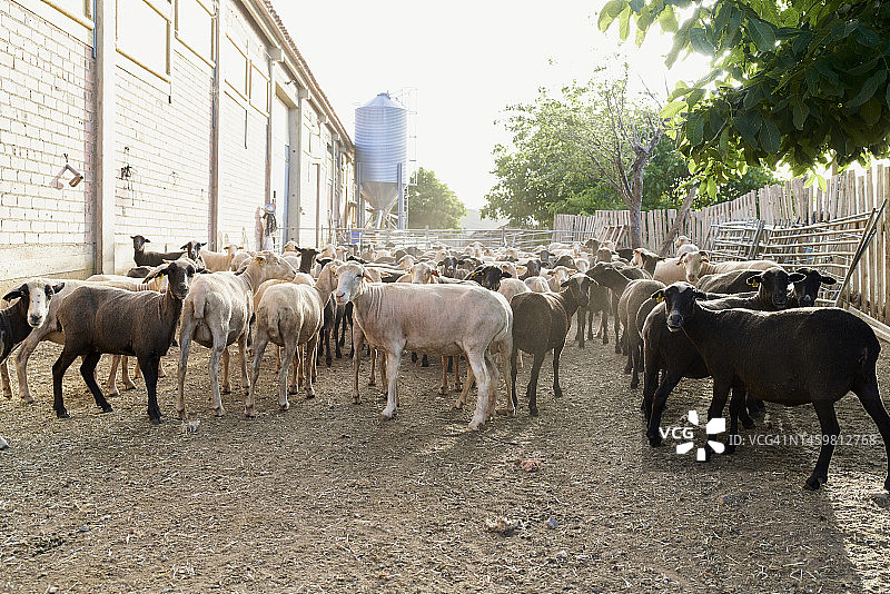 阳光明媚的日子里，农场里剪毛后的一群黑白绵羊图片素材