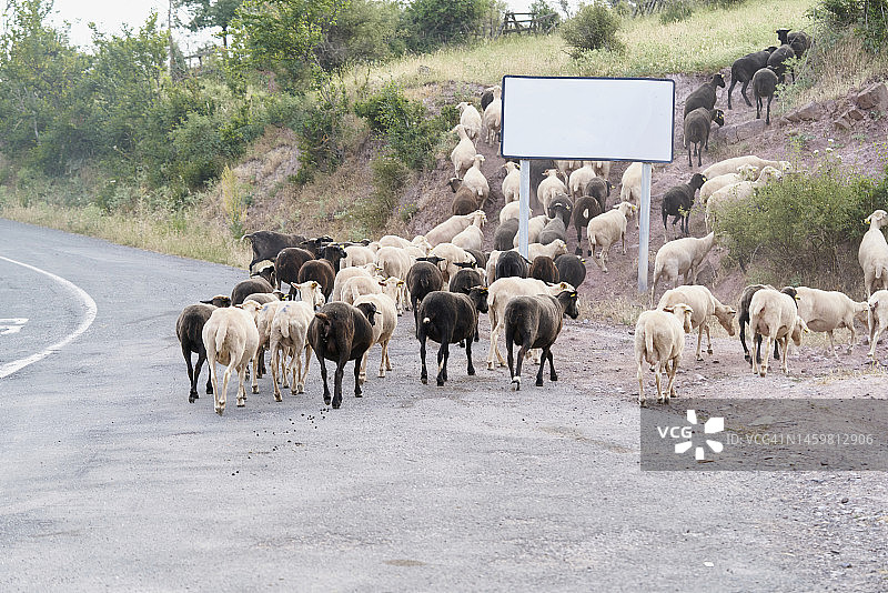 清晨羊群过马路爬山去农场图片素材