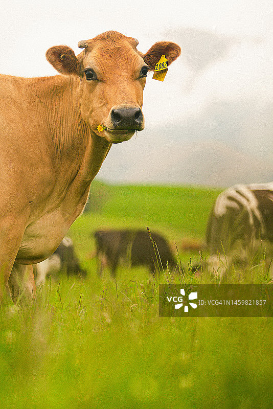 农场生活图片素材