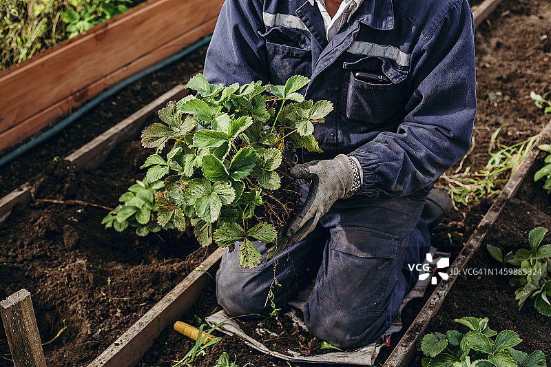 农业和园艺：草莓移植，农民手中的大型绿色灌木图片素材