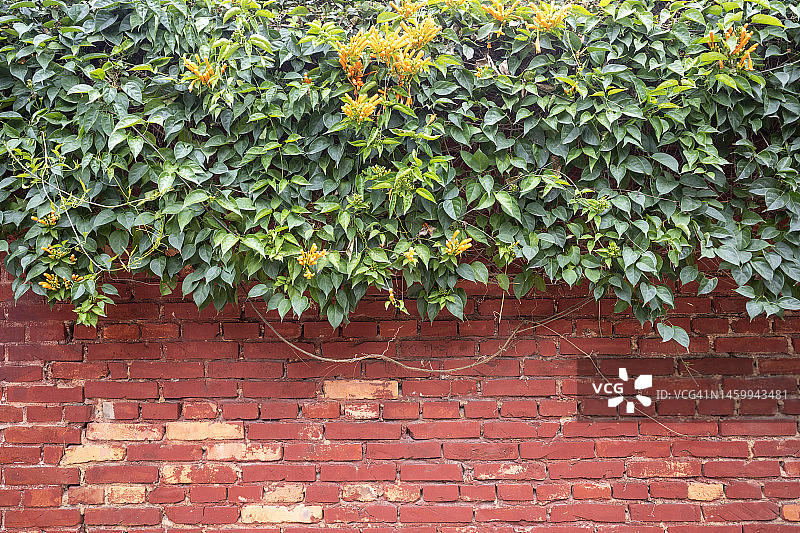 墙上生长的鞭炮图片素材