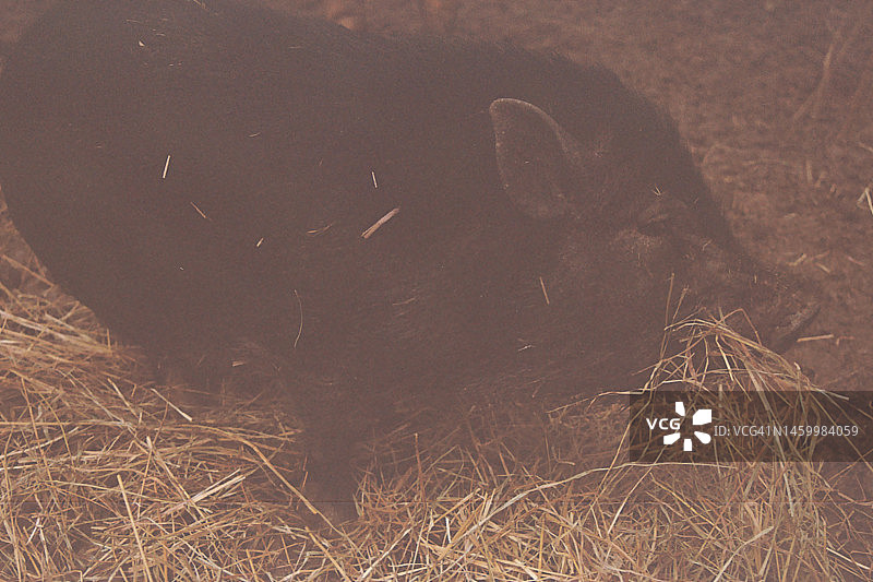 猪躺在干草堆里图片素材