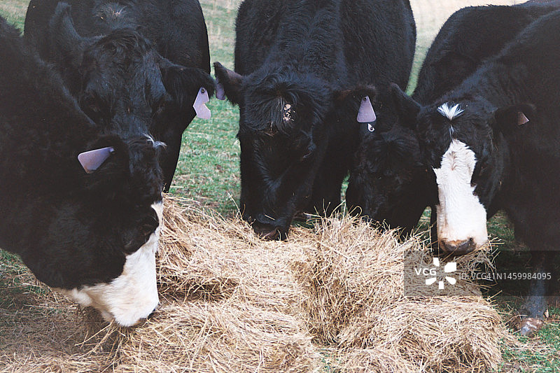 一群奶牛正在吃一捆干草图片素材