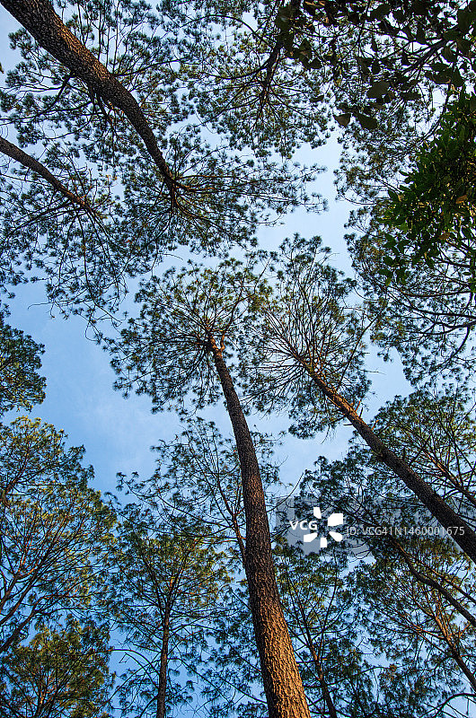 松树种植园，阿万达罗，布拉沃河谷，墨西哥州，墨西哥图片素材