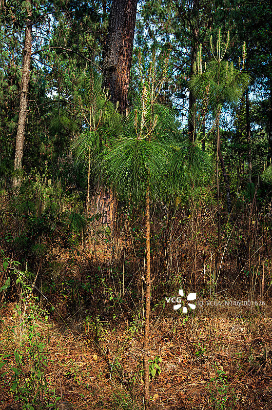 墨西哥布拉沃河谷阿万达罗松树种植园中生长的松树幼苗图片素材