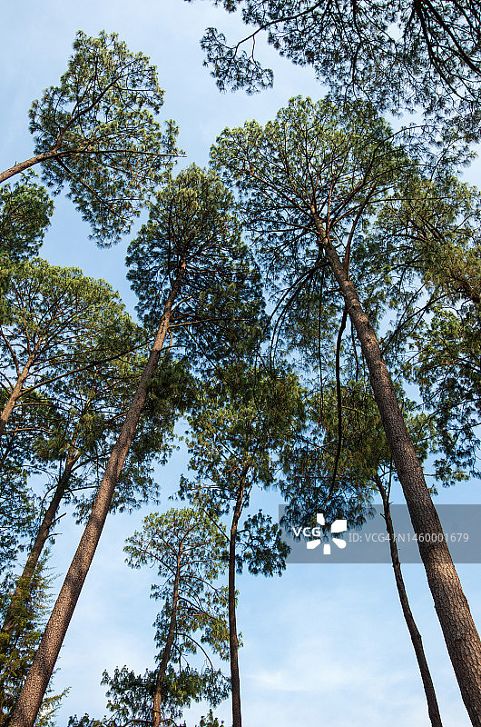 松树种植园，阿万达罗，布拉沃河谷，墨西哥州，墨西哥图片素材