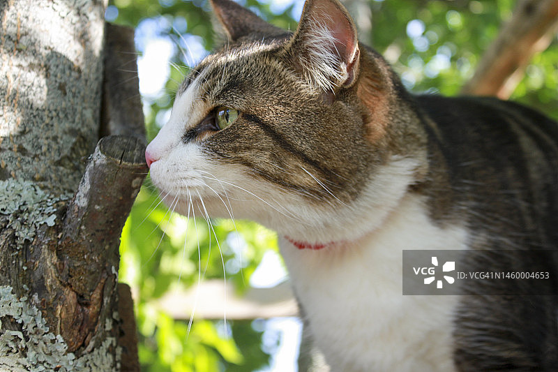 阳光下戴跳蚤项圈的可爱家猫侧面肖像图片素材