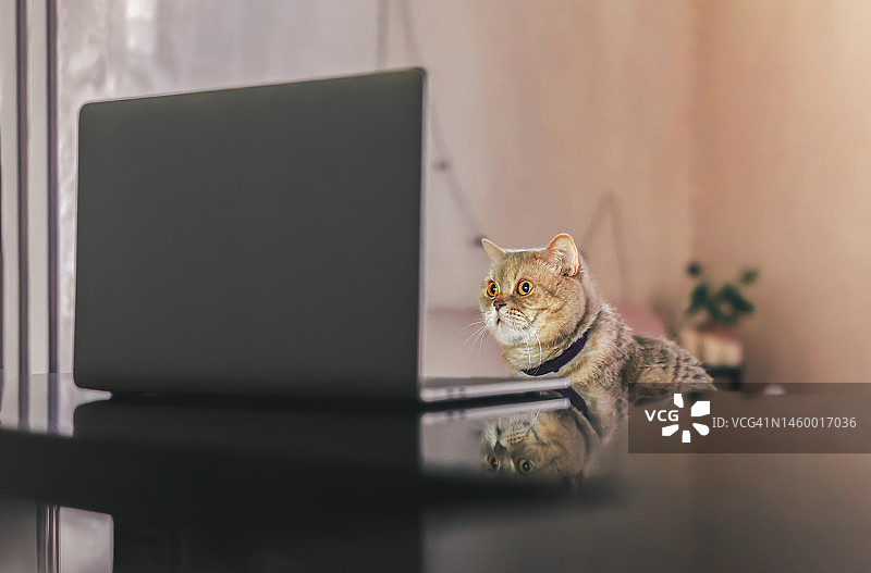 苏格兰短毛猫坐在笔记本电脑前的椅子上图片素材