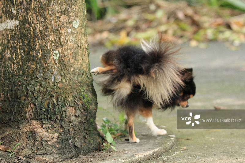 正在小便的长毛吉娃娃犬图片素材