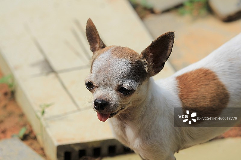 短毛吉娃娃犬面部图片素材