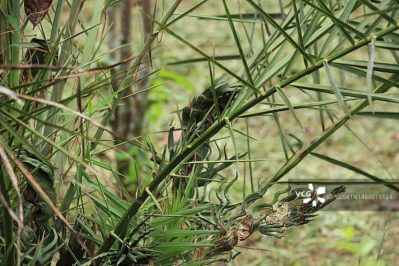 椰枣树上的椰枣花图片素材