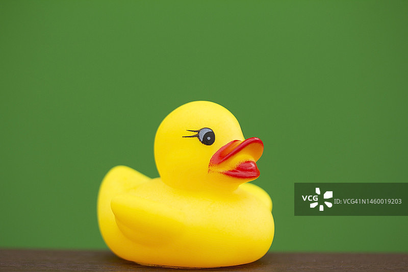 绿色背景上的橡胶鸭图片素材