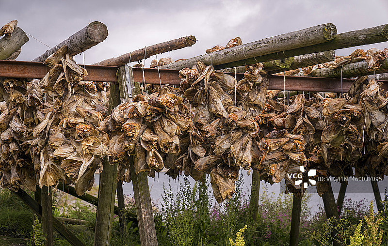 挪威文化，罗弗敦群岛上晾晒鳕鱼头图片素材
