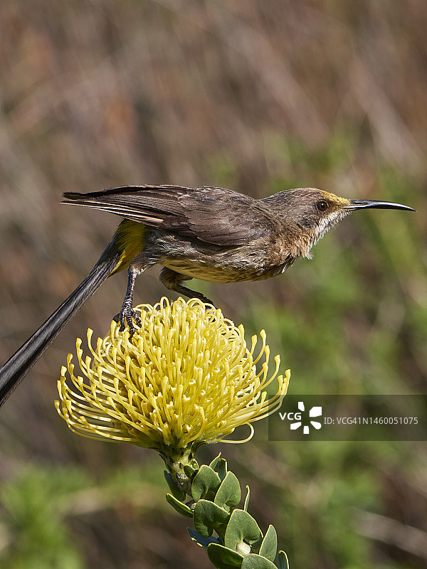 栖息在针垫花上的开普糖鸟图片素材