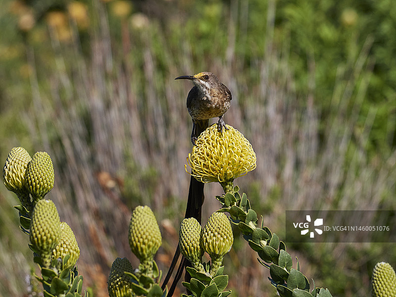 栖息在针垫花上的开普糖鸟图片素材