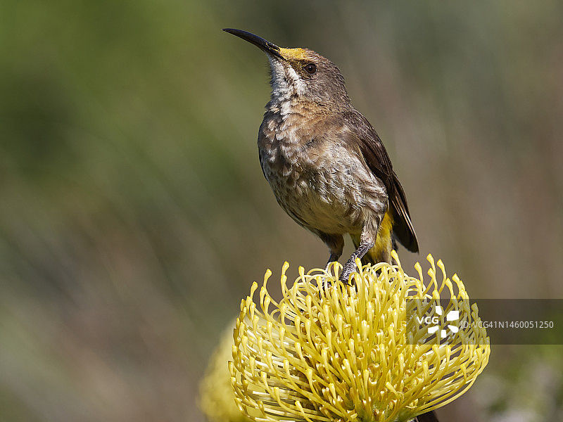 栖息在针垫花上的开普糖鸟图片素材
