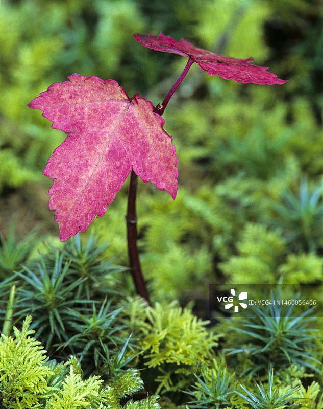 红花槭树苗和苔藓图片素材