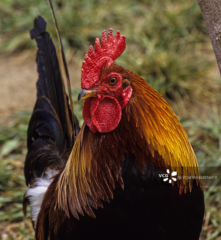 原鸡：家鸡的主要祖先图片素材