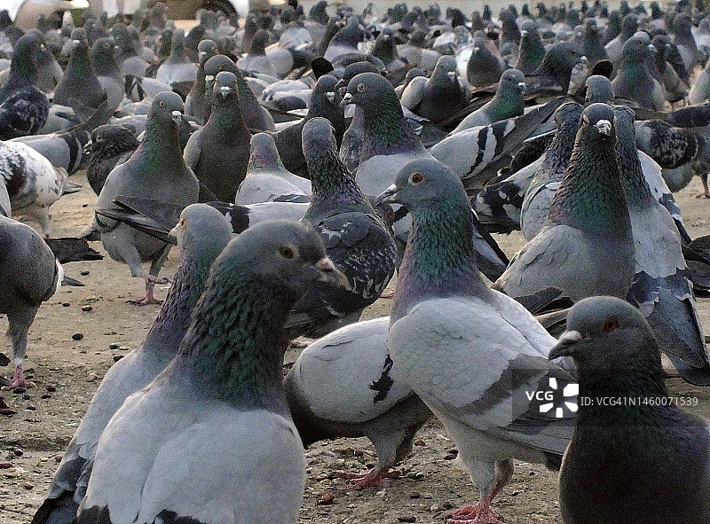 鸽子觅食图片素材