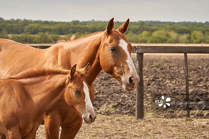 一群美国 Quarter 马图片素材