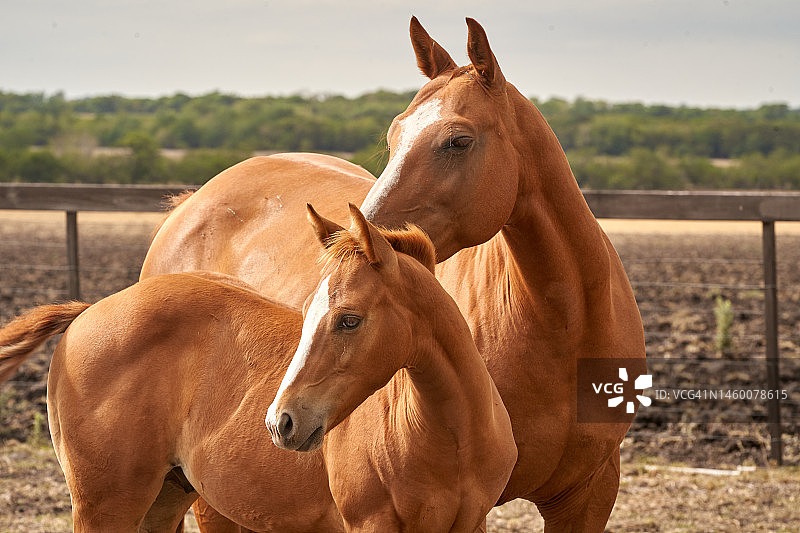 漂亮的栗色四分之一马图片素材