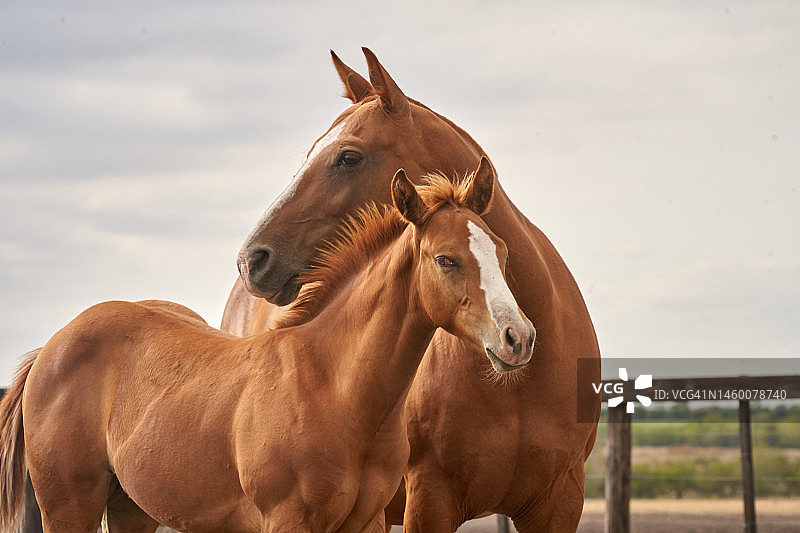 母马轻触马驹图片素材