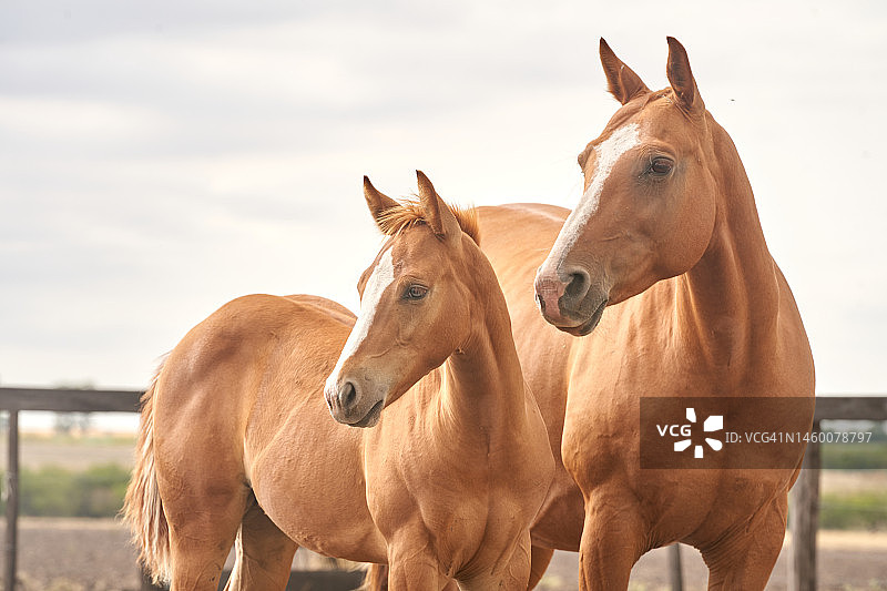 四分之一马的头部图片素材