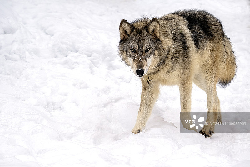 雪地中的狼图片素材