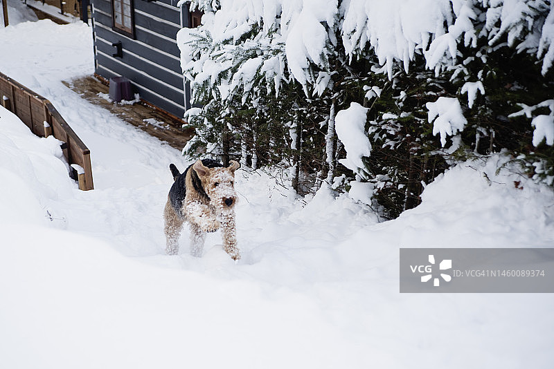 在冬日雪地里奔跑的艾尔谷梗犬图片素材
