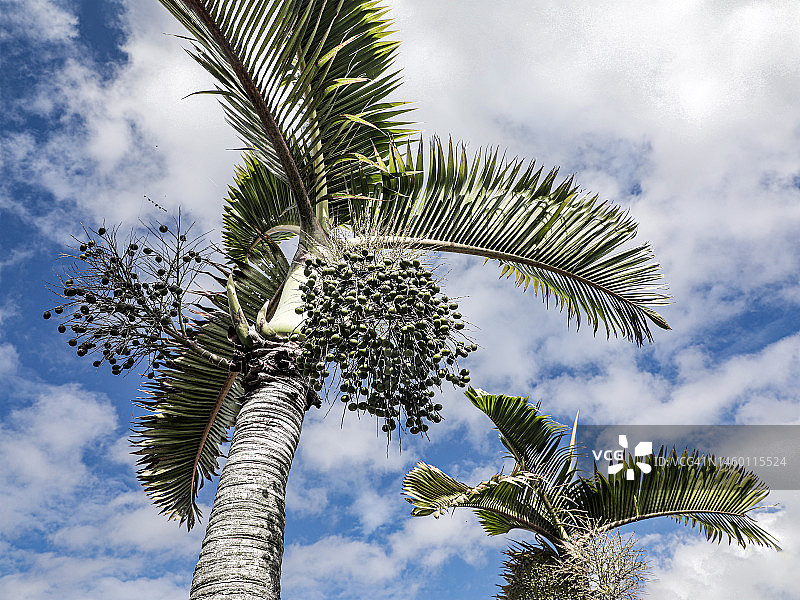 马尼拉棕榈，圣诞棕榈（Adonidia merrillii）图片素材