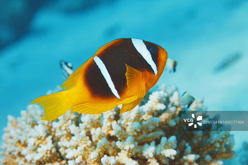 海洋生物：珊瑚礁水下场景图片素材