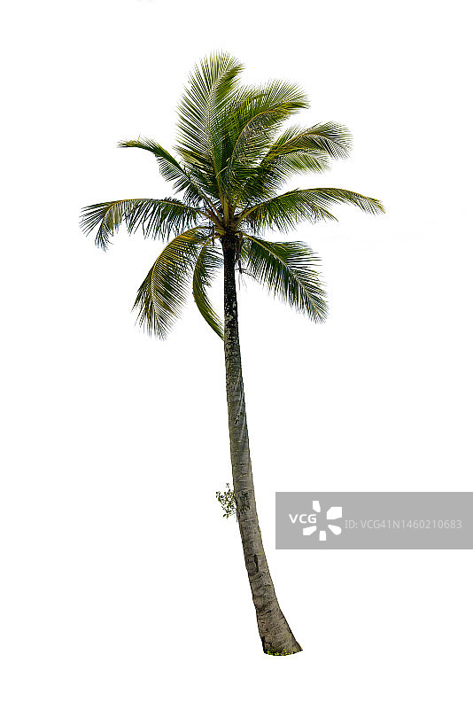 白色背景上的椰子树特写图片素材