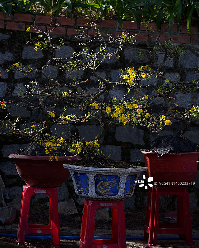 越南春节的杏花和桃花图片素材