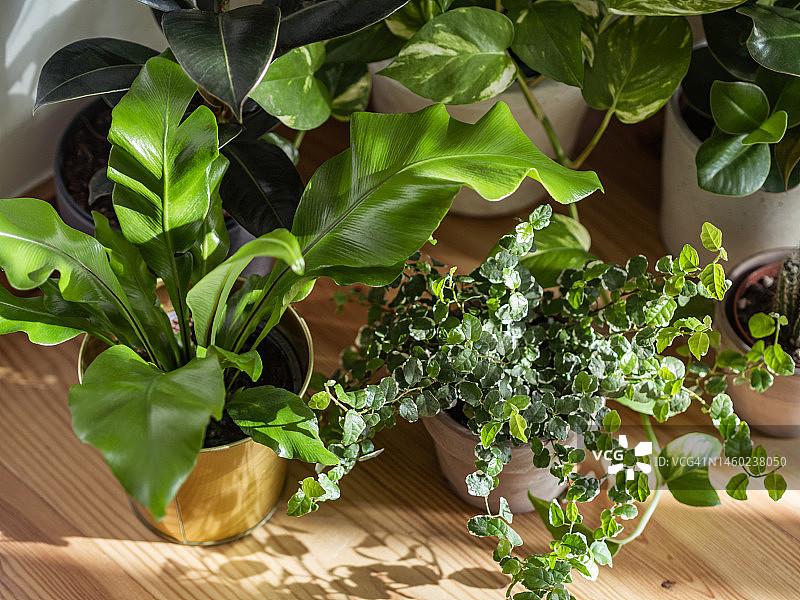 客厅地板上的各种室内植物图片素材