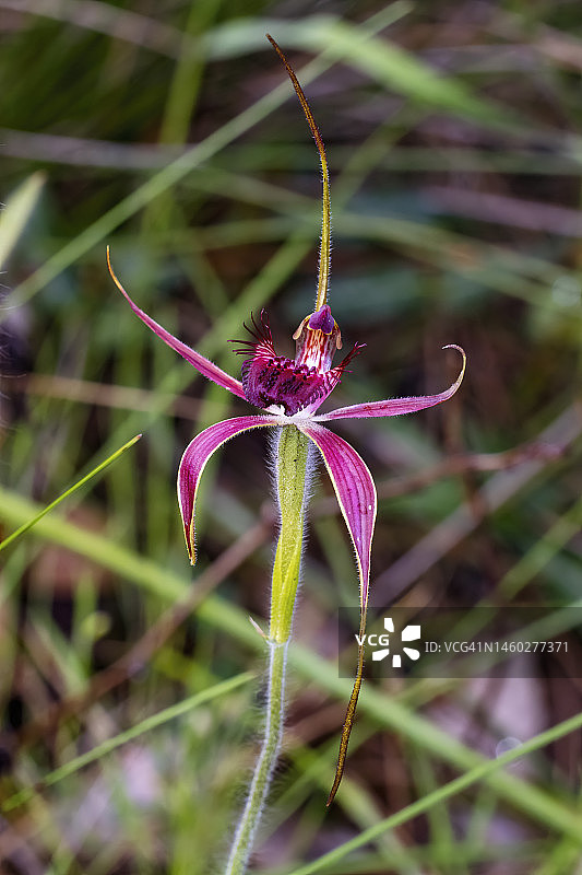 蜘蛛兰图片素材