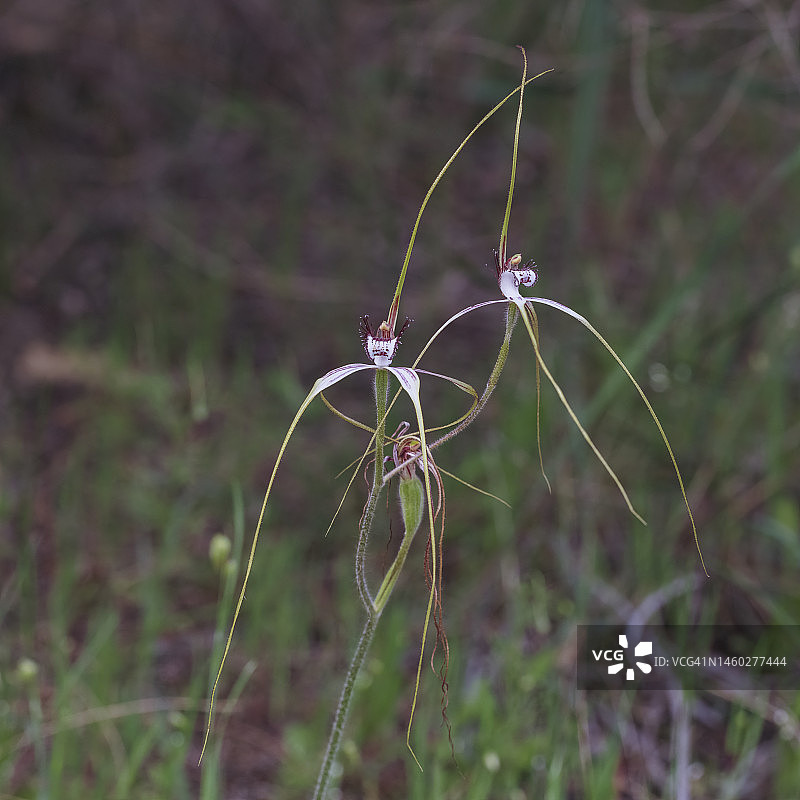 蜘蛛兰图片素材
