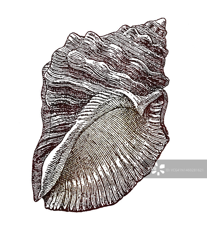 骨螺复古雕刻插图图片素材