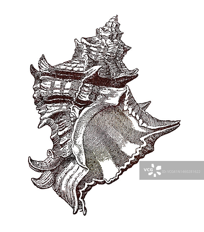 骨螺复古雕刻插图图片素材